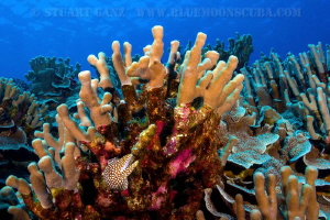 Colors of the Kona Reefscape. by Stuart Ganz 